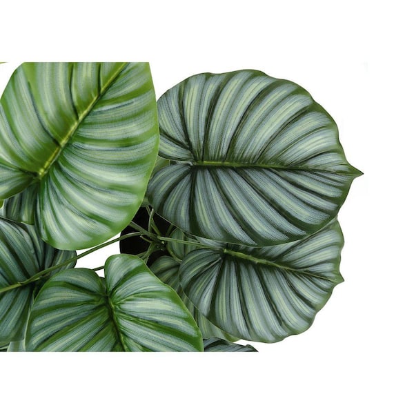 elefantenfuß gießen Elefantenfuß – 120 cm – Beaucarnea recurvata kaufen – Luna's Leaf Co main image 1