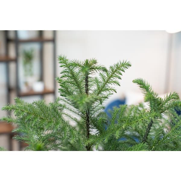 30 Iced Garden Norfolk Pine