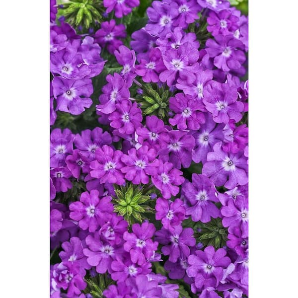 PROVEN WINNERS 4-Pack, 4.25 in. Grande Superbena Violet Ice (Verbena) Live Plant, Purple Flowers