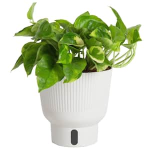 Trending Tropical Global Green Indoor Plant in 6 in. Self-Watering Pot