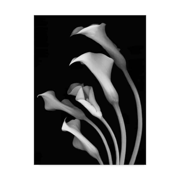 Trademark Fine Art Susan S. Barman 'Calla Lilies 3 Black and White' Canvas Unframed Photography Wall Art 18 in. x 24 in