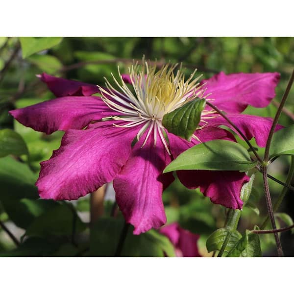 Wekiva Foliage Clematis Fireflame-5 Live Plants in 4 in. Growers Pots-Clematis 'Fireflame'-Beautiful Reddish Pink Flowering Vine