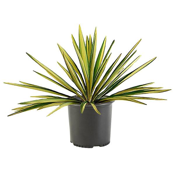 Unbranded 2.25 Gal. Color Guard Yucca Plant with Creamy White and Dark Green Foliage