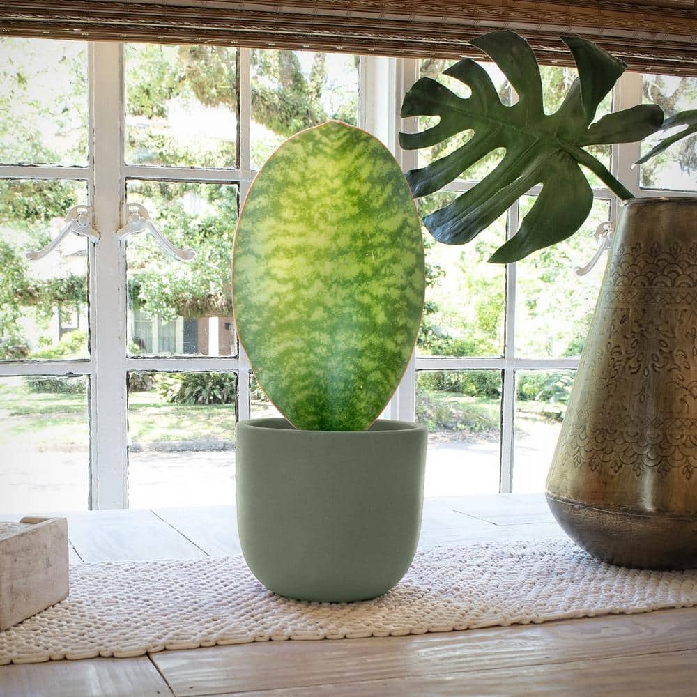 national PLANT NETWORK 4 in. Sansevieria Whalefin 3-Piece HD1824