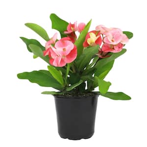 4.25 in. Euphorbia Milii With Pink Flowers Charlotte Variety Crown Of Thorns Single Plant