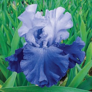 October Sky Reblooming Iris Live Bareroot Plant Blue Flowering Perennial (1-Plant)