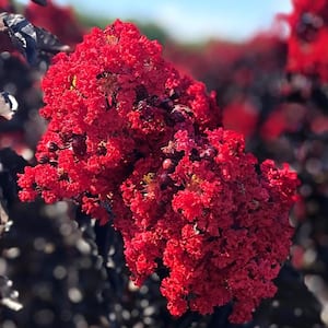 1 Gal. Crimson Red Black Diamond Crape Myrtle Tree
