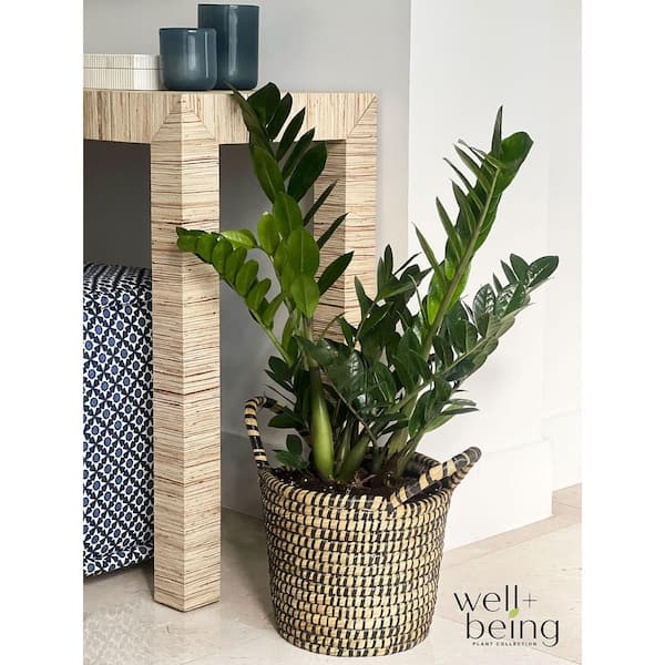 NATURE'S WAY FARMS Zz Plant Live Indoor Plant in Growers Pot