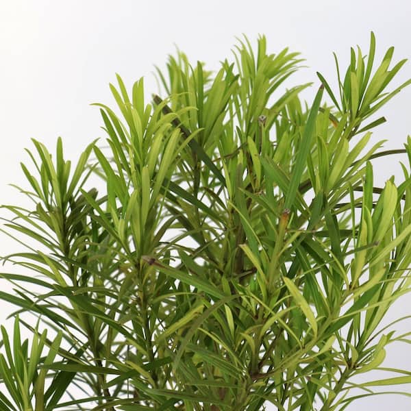 national PLANT NETWORK 3 gal. Japanese Yew Dwarf Pringles Shrub