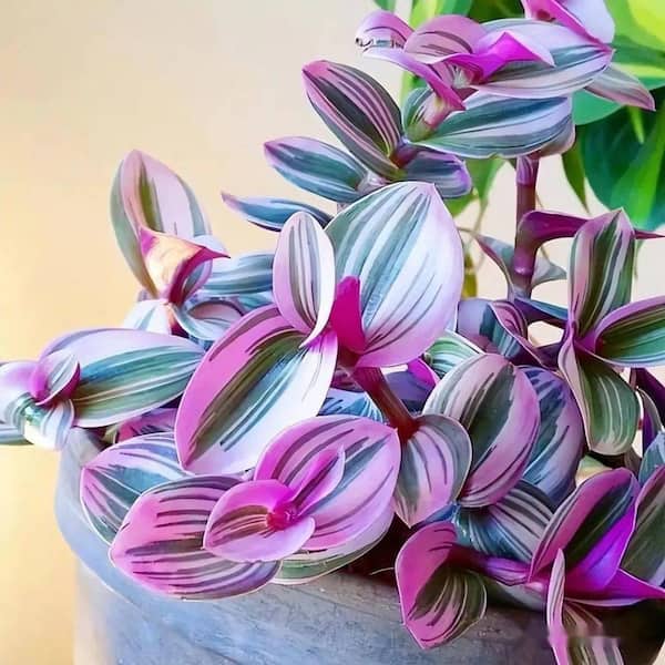 Unbranded Tradescantia Nanouk Live Plant Flower Baskets, House Plant Decor for Garden and Balcony (1-Pack)