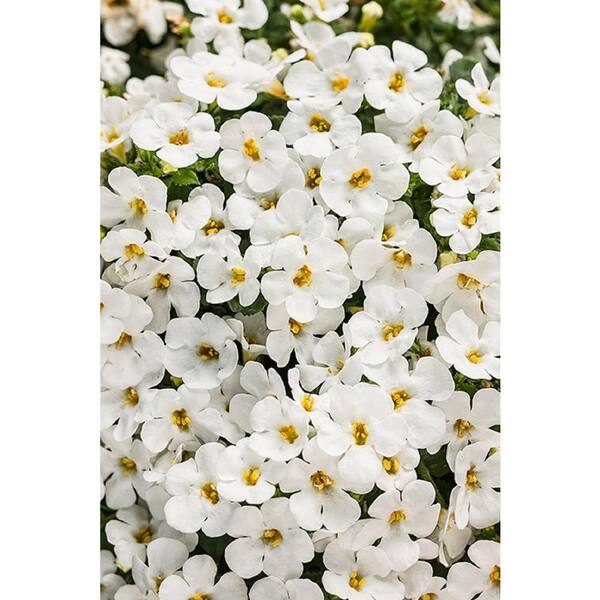 PROVEN WINNERS 4-Pack, 4.25 in. Grande Snowstorm Snow Globe Bacopa (Sutera) Live Plant, White Flowers