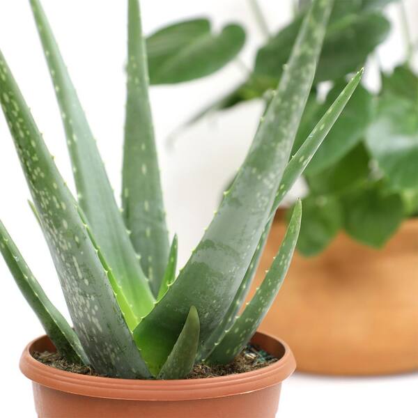 anthurium botanical king Anthurium veitchii – Rare King Anthurium with Corrugated Leaves – Plant  Studio main image 0