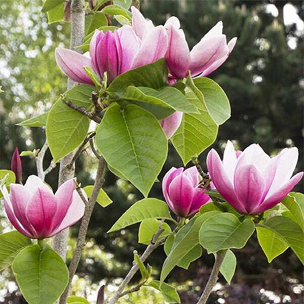 1 gal. Rose Marie Deciduous Japanese Magnolia Tree with Pink