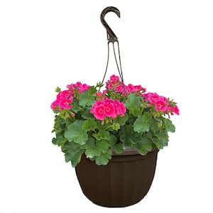 11 in. Geranium Annual Hanging Basket Plant with Bright Pink Blooms and Rich Green Foliage