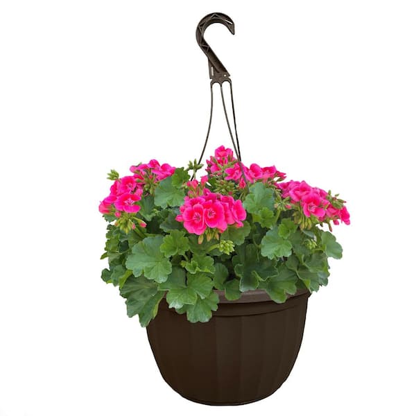 Unbranded 11 in. Geranium Annual Hanging Basket Plant with Bright Pink Blooms and Rich Green Foliage