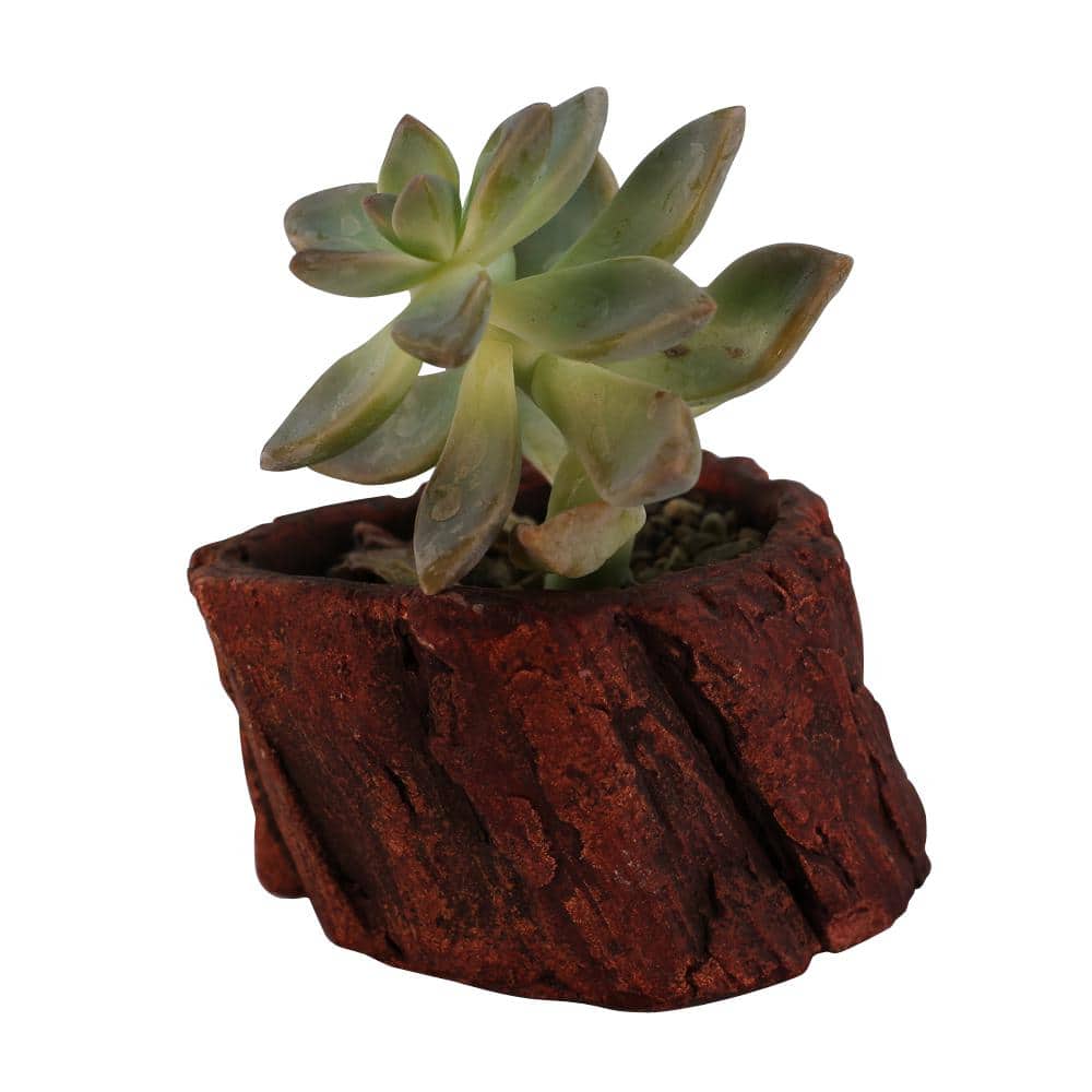 3 in. x 3 in. x 2.25 in. Redwood Ceramic Wood Plant Pot - Unique Succulent 