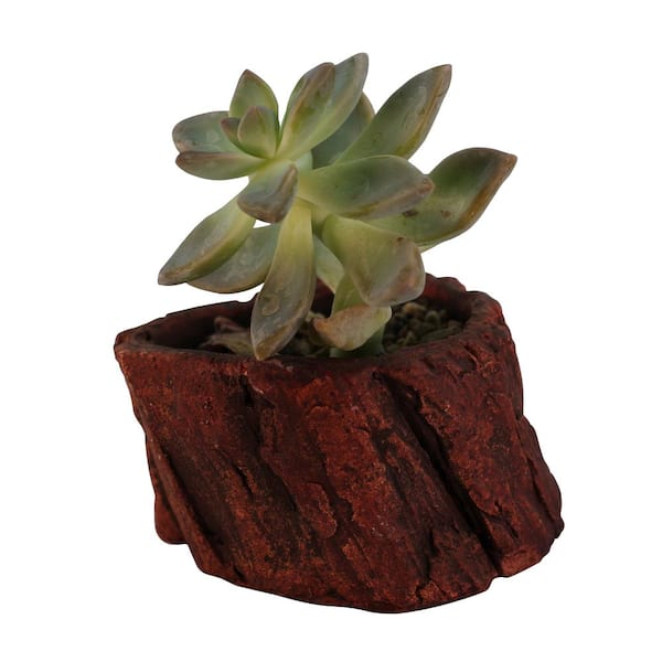 Unbranded 3 in. x 3 in. x 2.25 in. Redwood Ceramic Wood Plant Pot - Unique Succulent Planter Stump Log