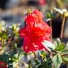 shrubs-hedges-thd00009-c3.1