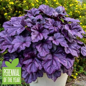 0.65 Gal. Dolce Wildberry Coral Bells (Heuchera) Live Plant, White Flowers and Purple Foliage