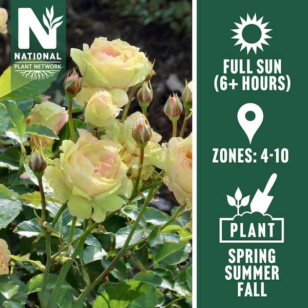 Bare Root Rose Mint Julep Hybrid Tea with Yellow-Green Flowers (2-Pack)