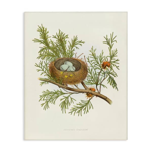 Stupell Industries Forest Bird Nest on Branch by Tina Higgins Designs, Inc. Unframed Nature Graphic Art Print 40 in. x 30 in.