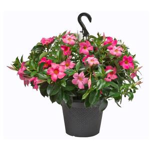 1.75 Gal. (#12) Hanging Basket Dipladenia Flowering Annual Shrub with Pink Blooms