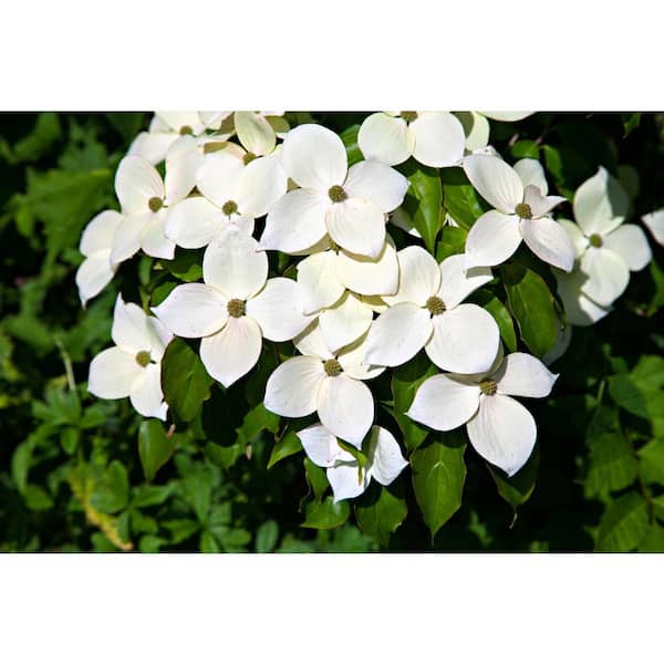BELL NURSERY 3 Gal. Kousa Dogwood Cornus Kousa Live Flowering Tree with White Flowers