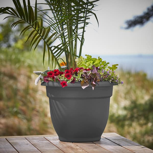 dracaena magenta Buy Dracaena Marginata Magenta Plants Online