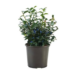2.5 qt. Legacy Blueberry Plant with Flavorful Sweet Berries