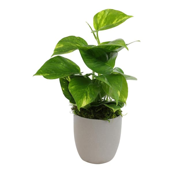 ALTMAN PLANTS Golden Pothos Live House Plant with 4.25 in. Decorative Ceramic Pot