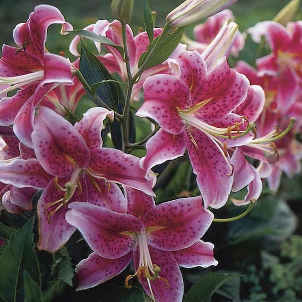 Pure Beauty Farms 3.20 Qt. Oriental Lily Plant in 7.5 in. Deco Pot