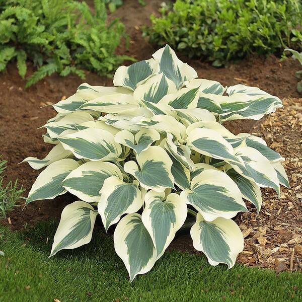 Unbranded - 2.5 qt. Perennial Hosta Firn Line (2-Pack)