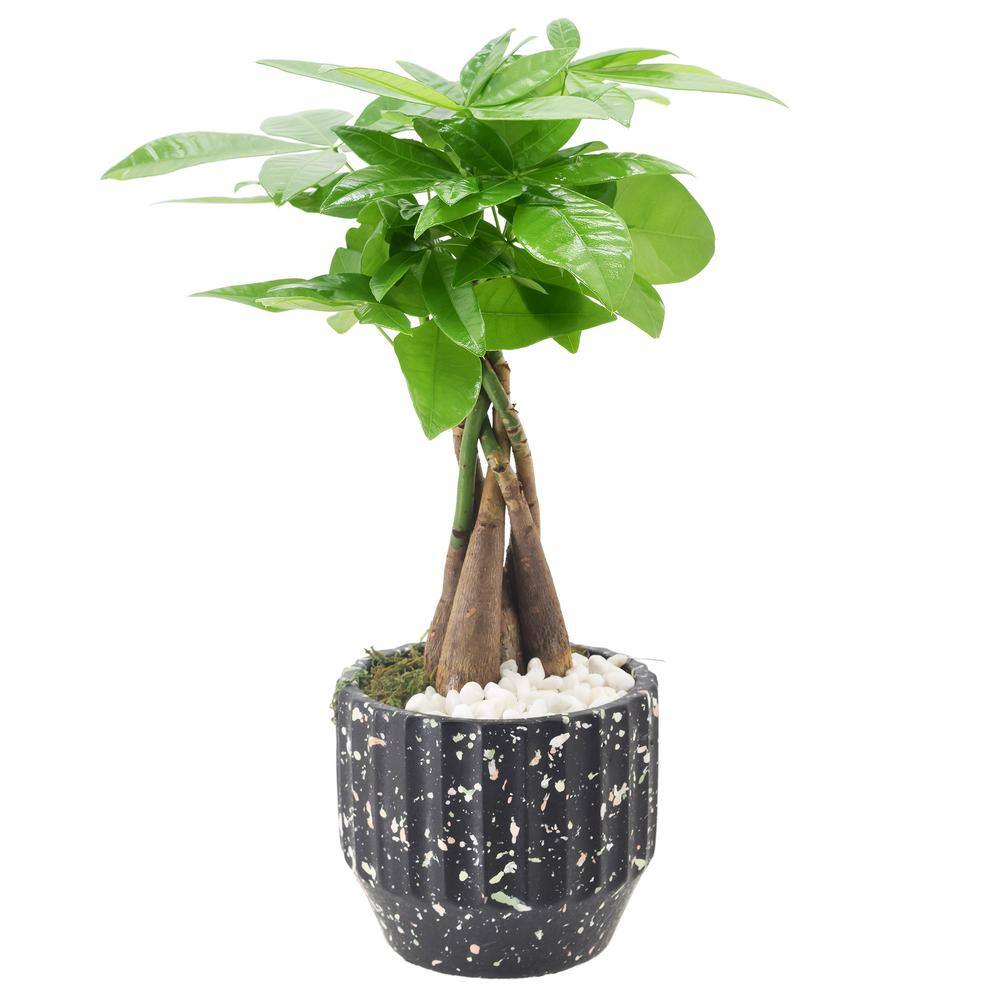 Money Tree in Black Speckled Ceramic Planter, 5-inch