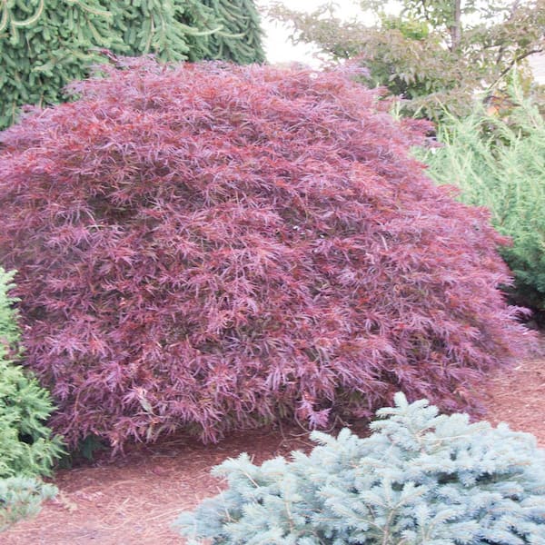 DIRECT GARDENING 1 Gal. Pot, Red Dragon Japanese Maple Ornamental Starter Tree (1-Pack)