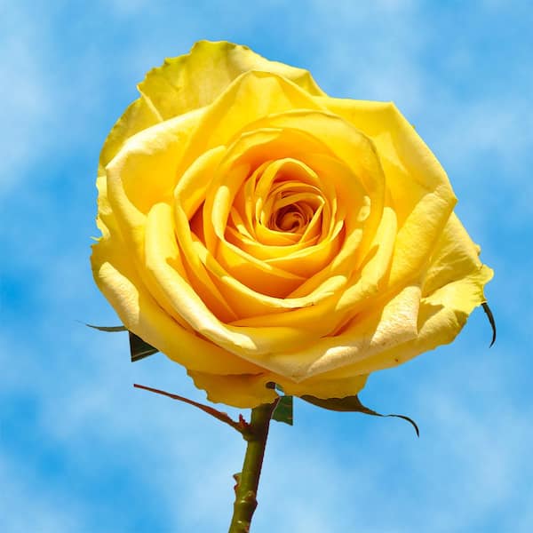 Globalrose Fresh Yellow Roses (100 Stems)
