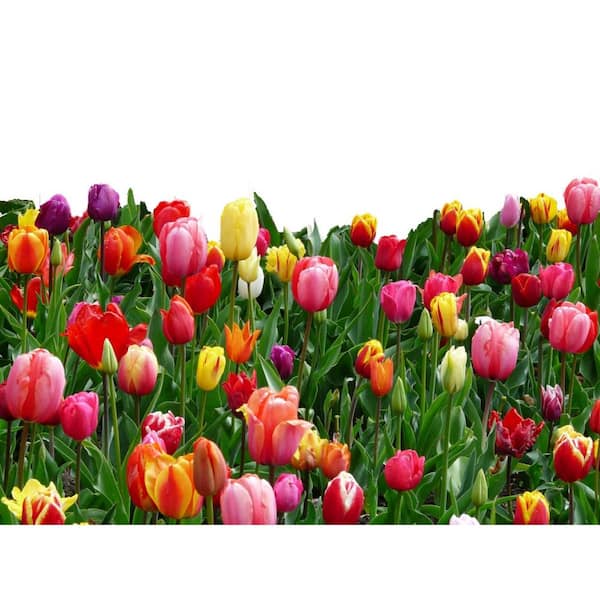 Daylily Nursery Tulip Landscape Mix 100-Bulbs