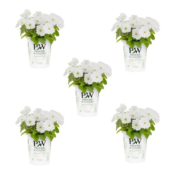 METROLINA GREENHOUSES 1.5 Pt. Proven Winners White Petunia Annual Plant (5-Pack)