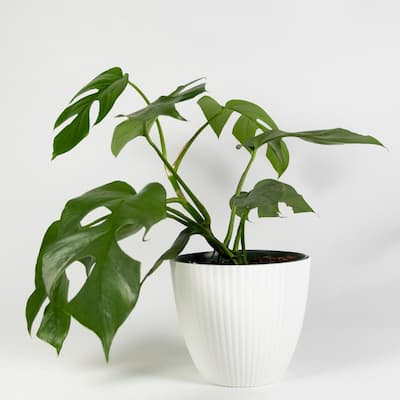 Ginny Mini Monstera Philodendron Live Plant Inside Decorator White Ribbed 6 in. Planter
