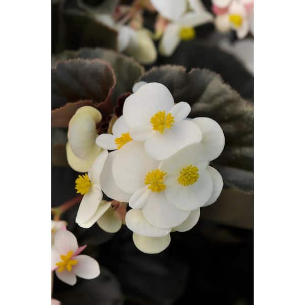 BELL NURSERY 4 in. Bronze Leaf Begonia Live Annual Plant with White Flowers (8-Pack)