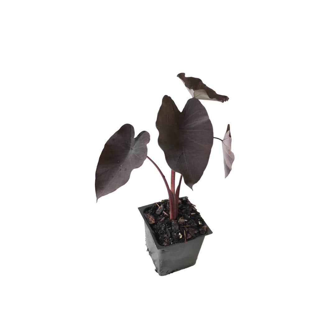 Dark Elephant Ear 3 Total Plants in 3 Separate 4 in. Pot