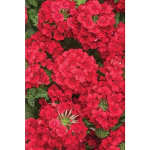 4.25 in. Verbena Superbena Annual Live Plant with Red Flowers (4-Pack)