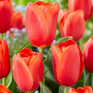 Tulips Orange Juice (Set of 12 Bulbs)