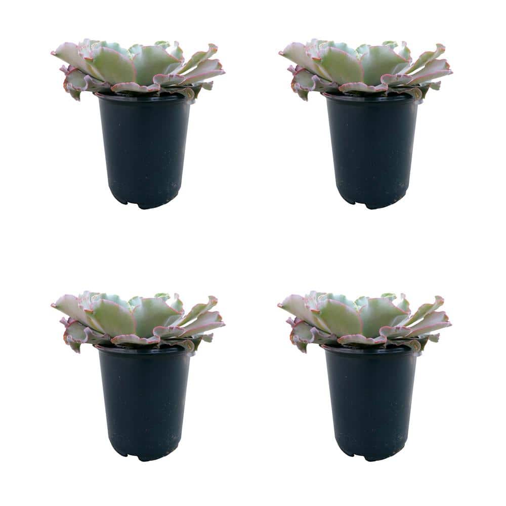 2.5 qt. Echeveria Giant Blue Perennial Plant with No Flowers - 4 Pack