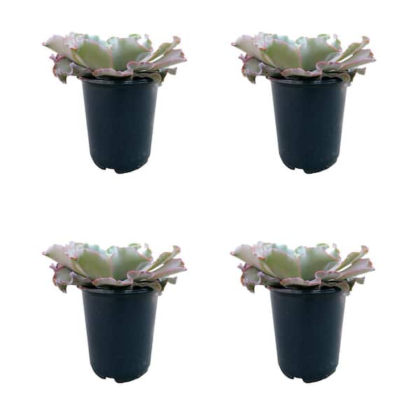 Unbranded 2.5 qt. Echeveria Giant Blue Perennial Plant with No Flowers - 4 Pack