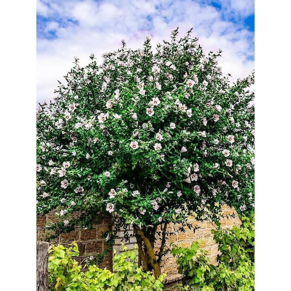 5 gal. White Althea, Rose of Sharon, Deciduous, Tree Form