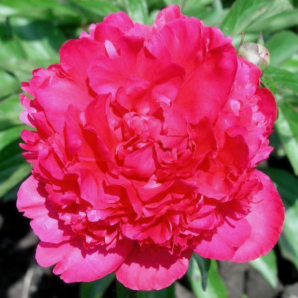 national PLANT NETWORK Bareroot Paeonia Felix Crouse Peony