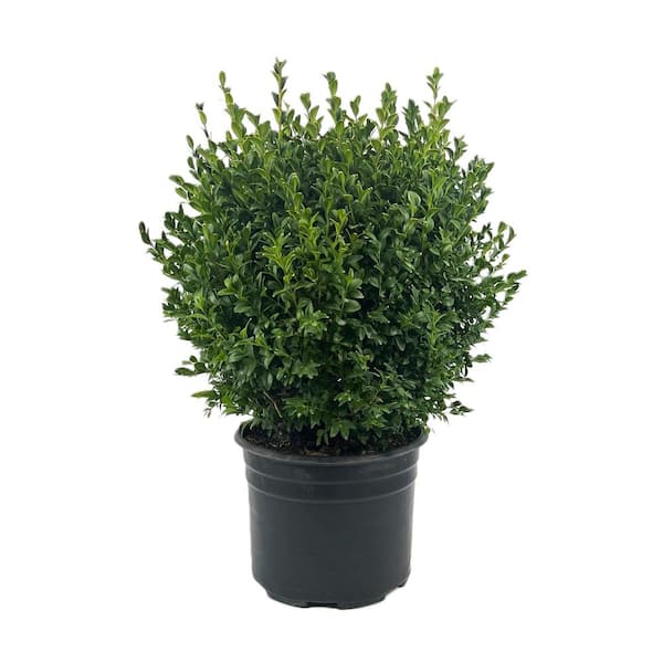 2.25 Gal. Green Mountain Live Boxwood (Buxus) Live Shrub