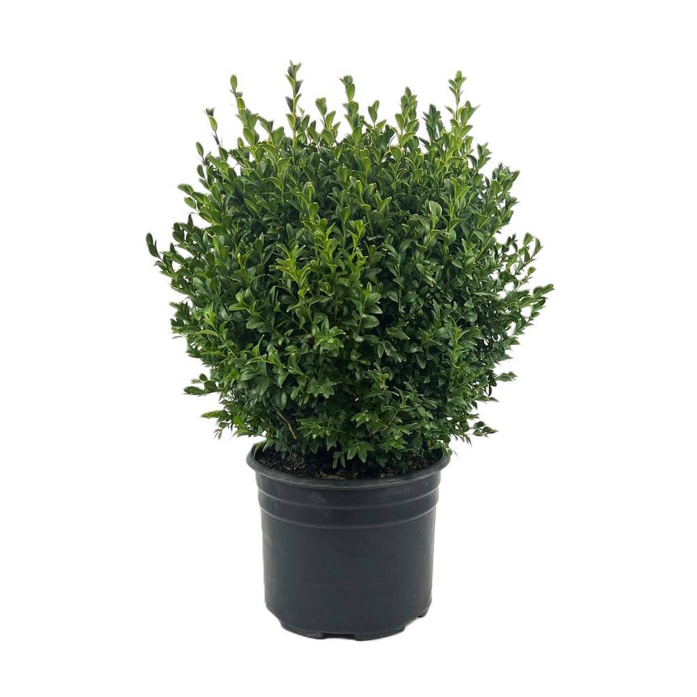 2.25 Gal. Green Mountain Live Boxwood (Buxus) Live Shrub