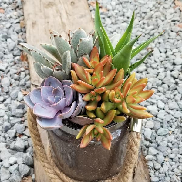 SMART PLANET 3.5" Live Plant Assortment of 2 Succulents and 1 Cactus