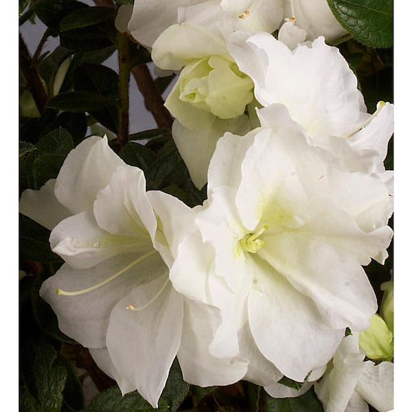 ENCORE AZALEA 3 Gal. Autumn Moonlight Azalea Bush with Reblooming